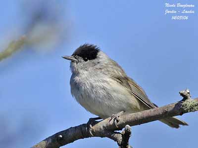 fauv-tete-noire-male2.2016127105858.jpg